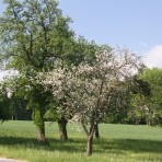 Goldberg 35